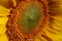 Sonnenblume 01 2020